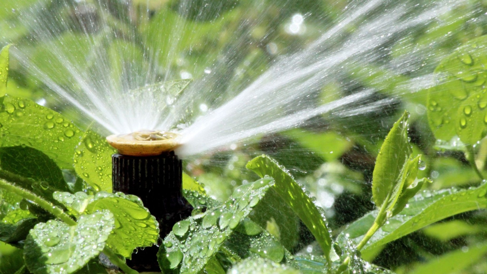 How To Maintain Your Commercial Irrigation System Medallion Landscape